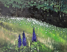Lupines in a field with daisies