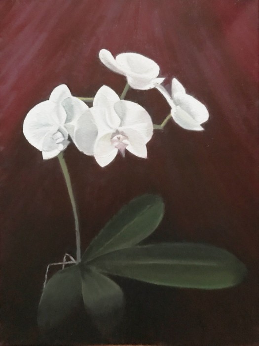 White orchid with back-lighting